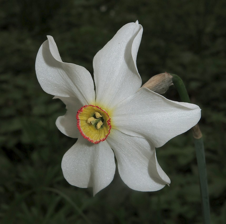 Weiße Narzisse Narcissus poeticus