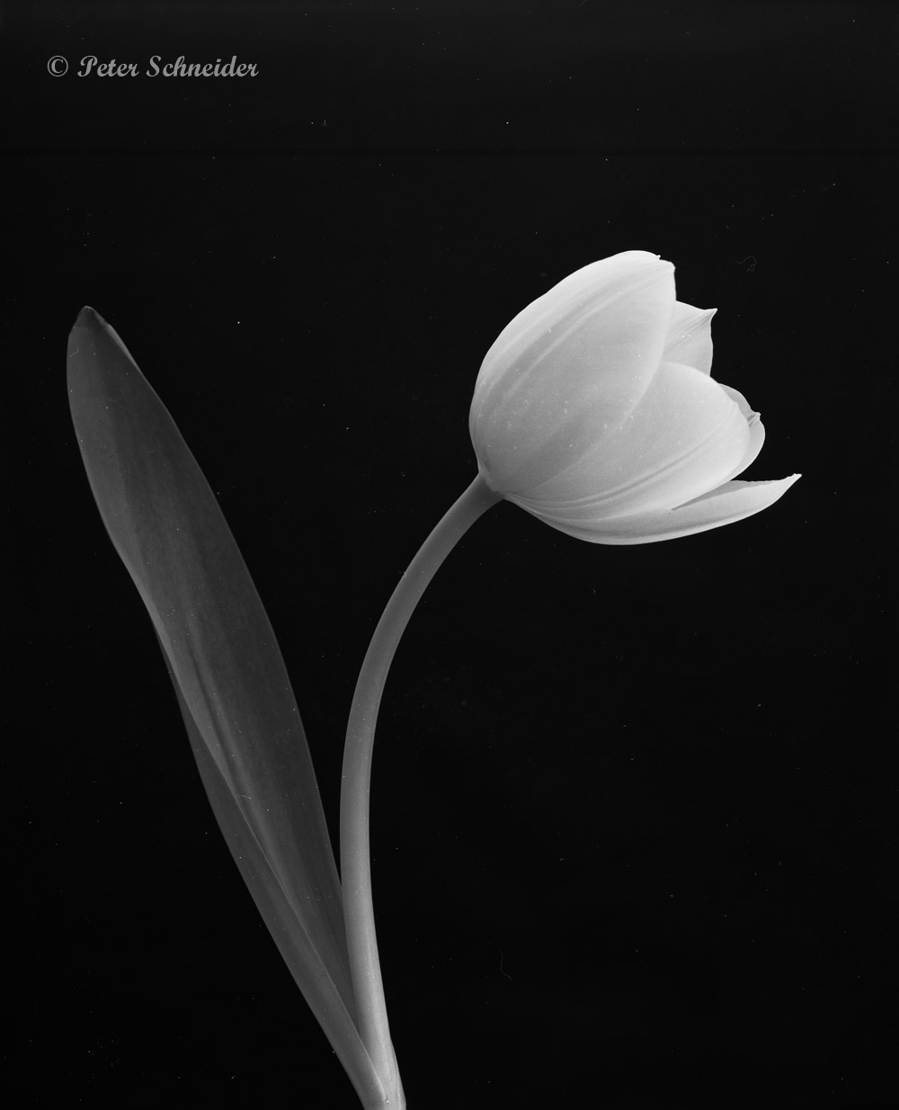 Weiße Tulpe