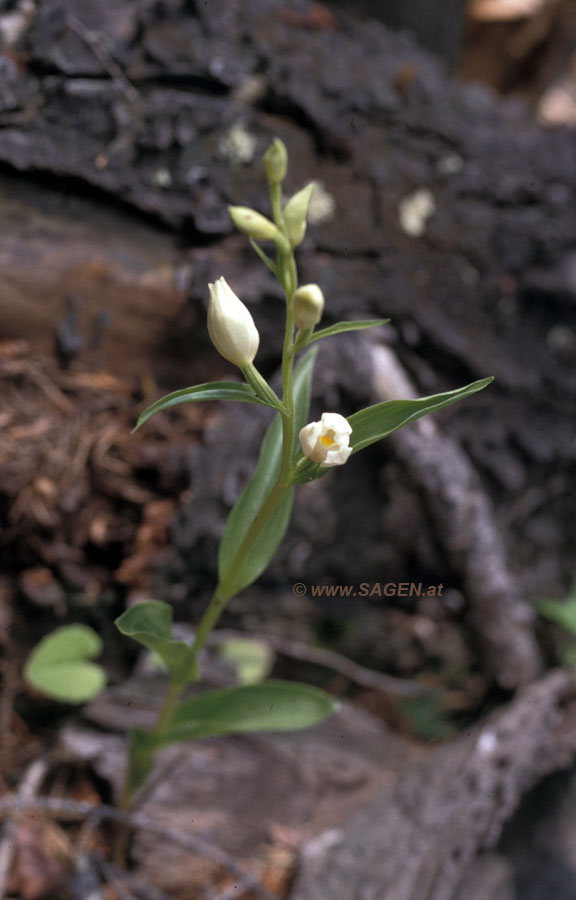Weißes Waldvögelein (Cephalanthera damasomium)