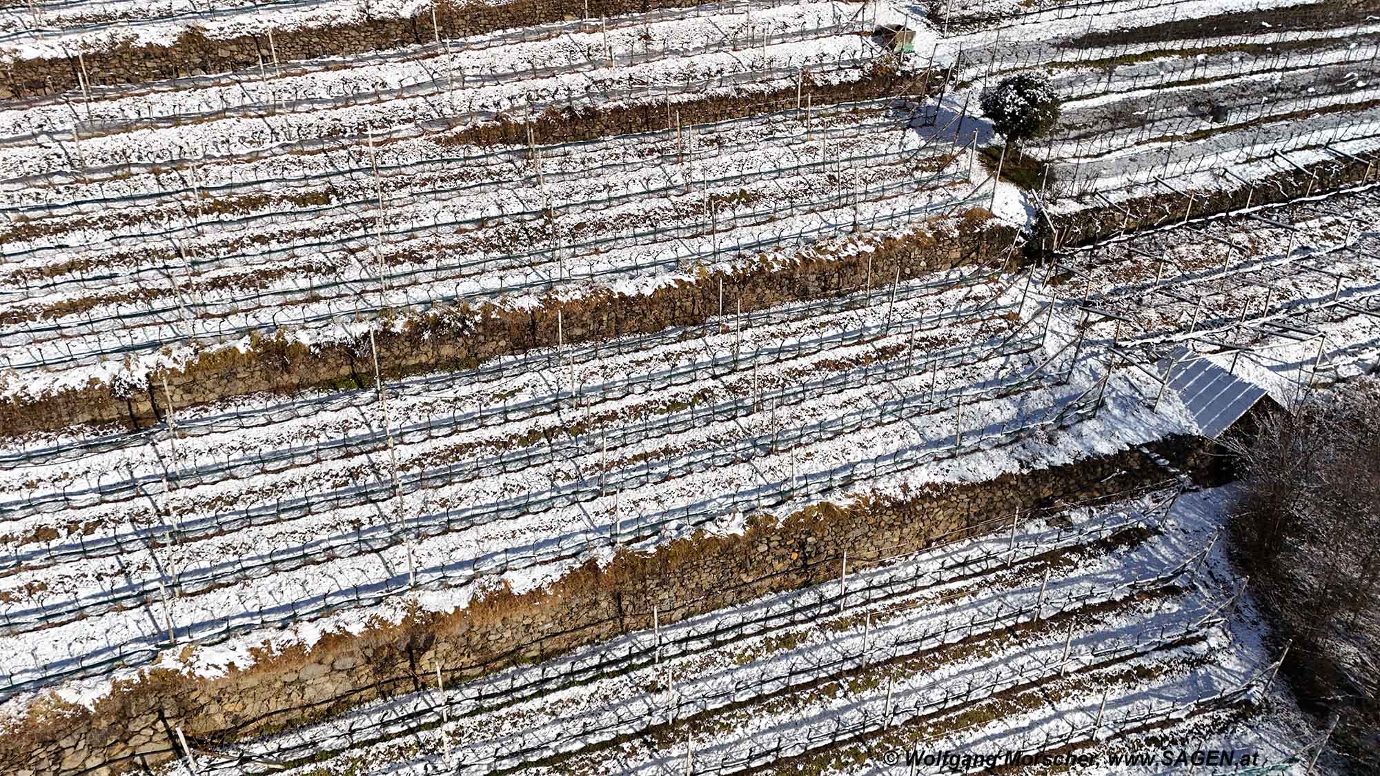 Weingarten im Schnee