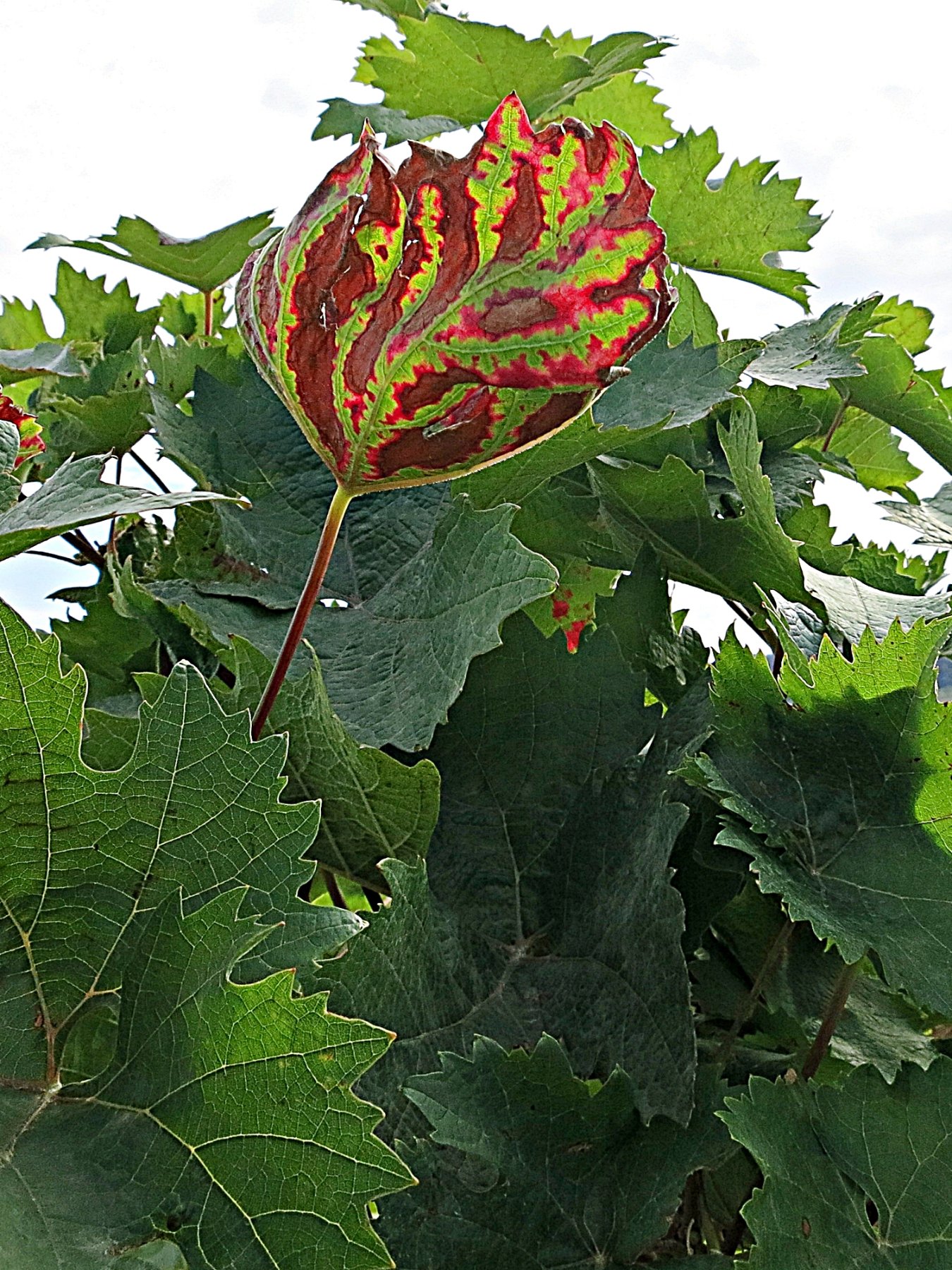 Weinherbst