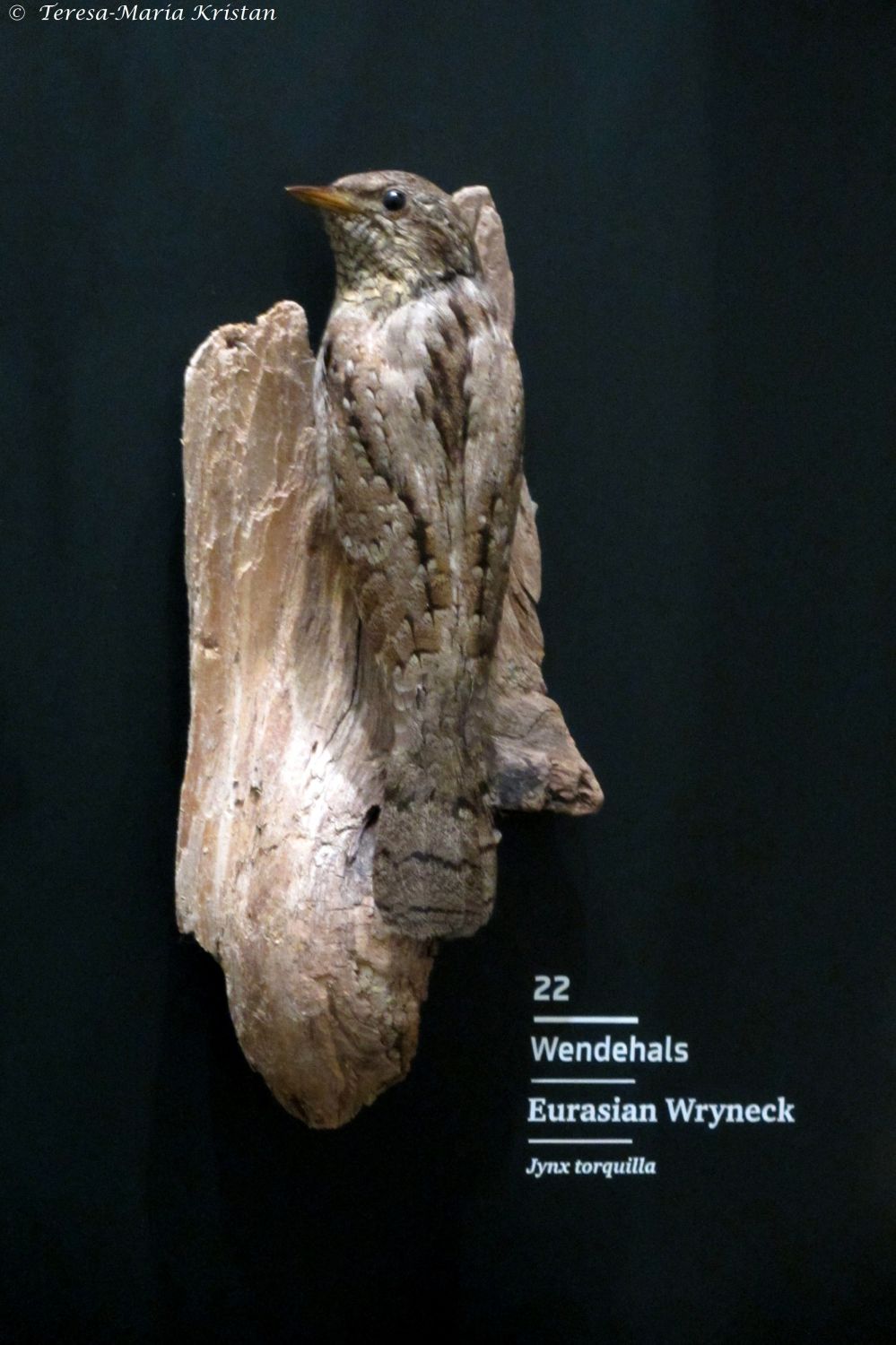 Wendehals, Naturkundemuseum Graz Joanneum