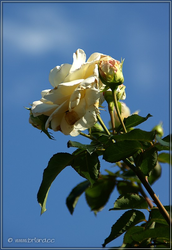 White Rose Against the Sky