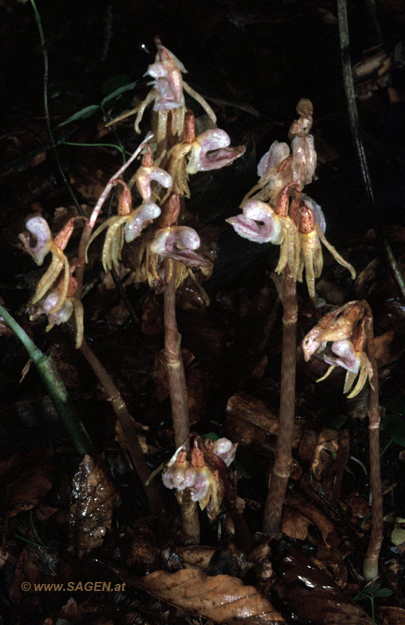 Widerbart (Epigonium aphyllum)