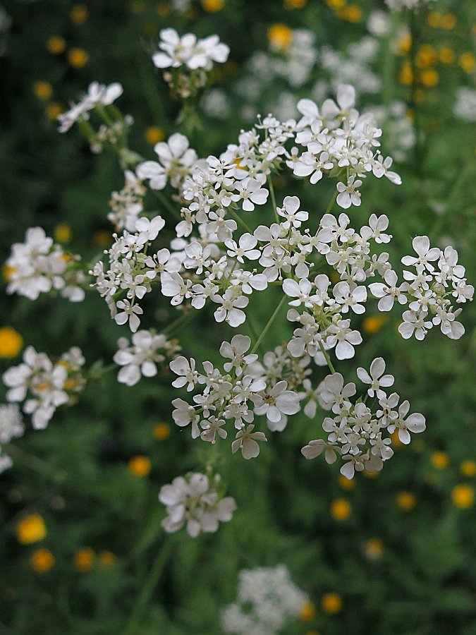Wiesenkerbel