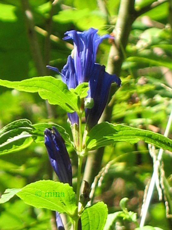 wildblume