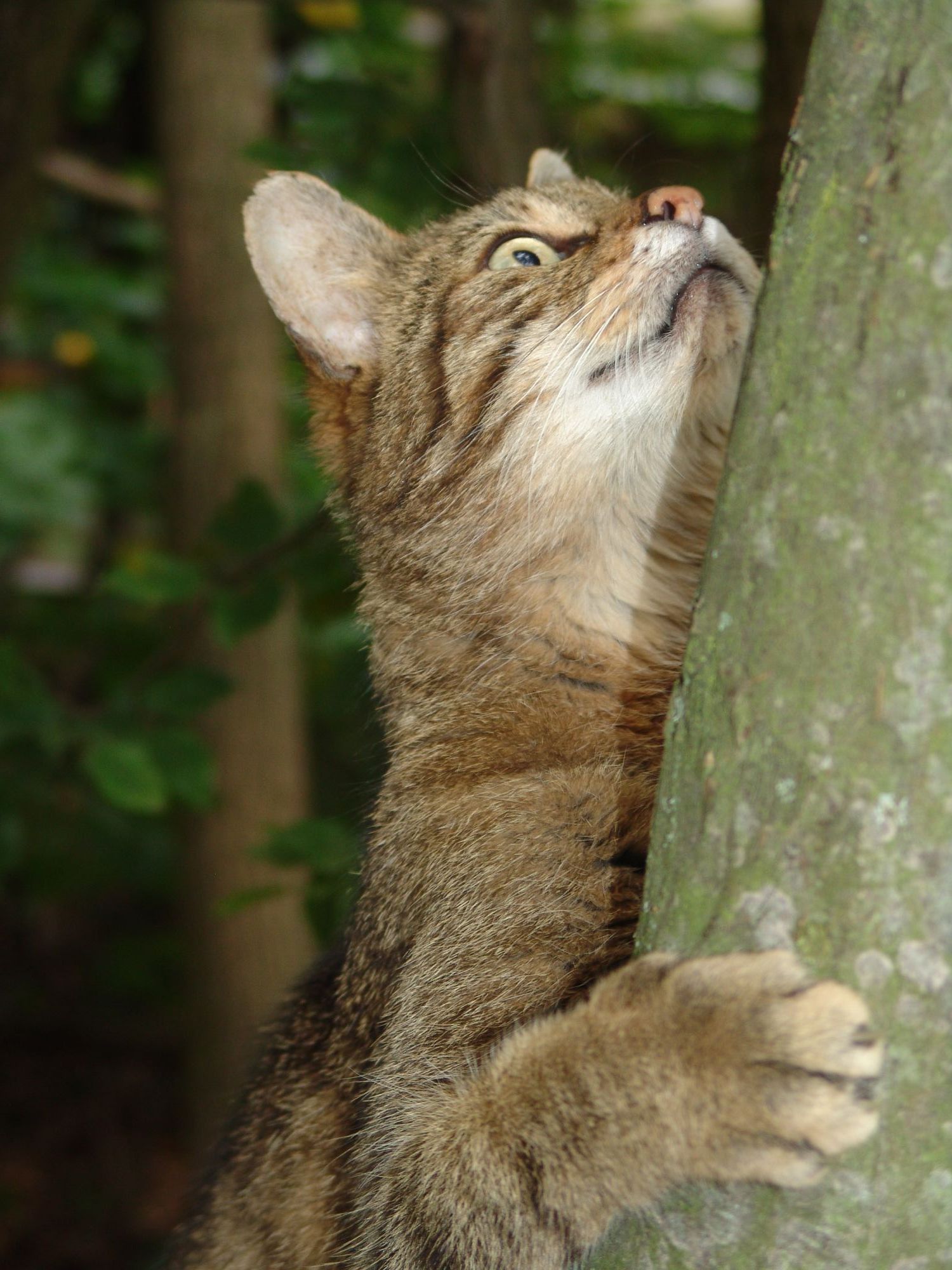 Wildkatze im Thaya Nationalpark