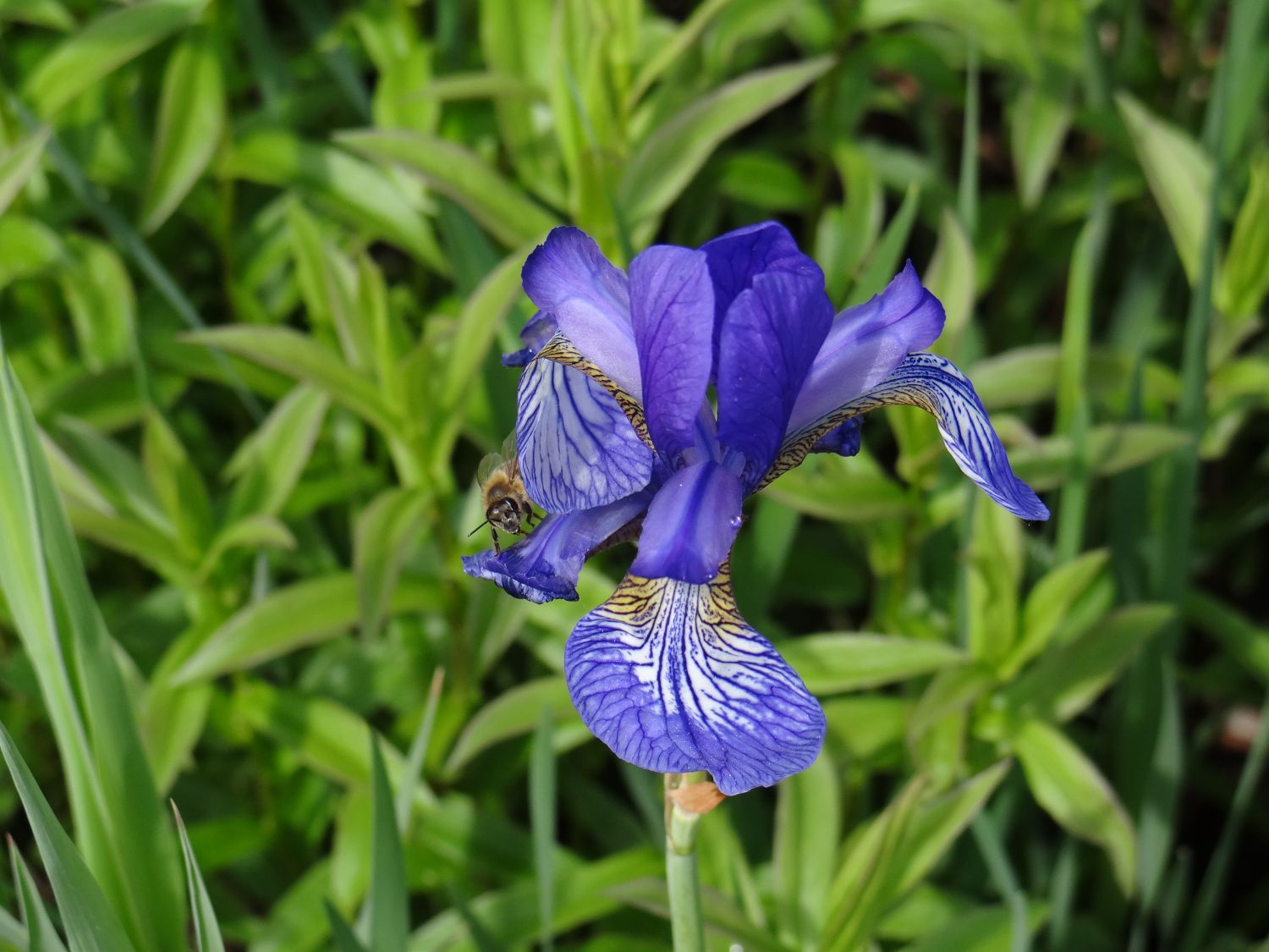 wildwachsende Lilien