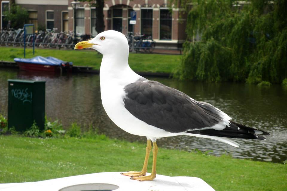 Windmühle Molen de Valk - Windmühlenmuseum Leiden