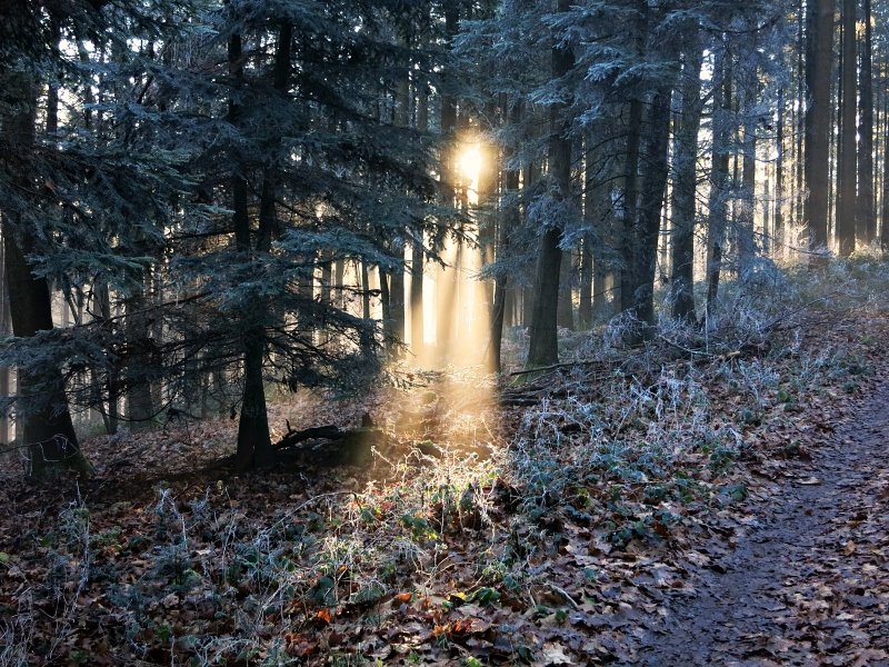 Wintersonne