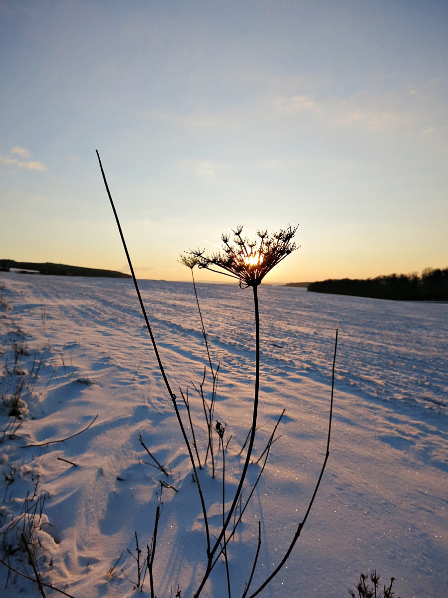 Wintersonnenblume