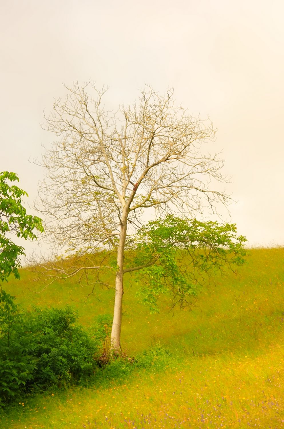 Wundersame Natur
