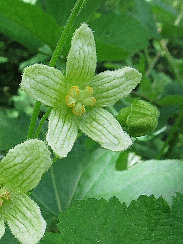 Zaunrübe