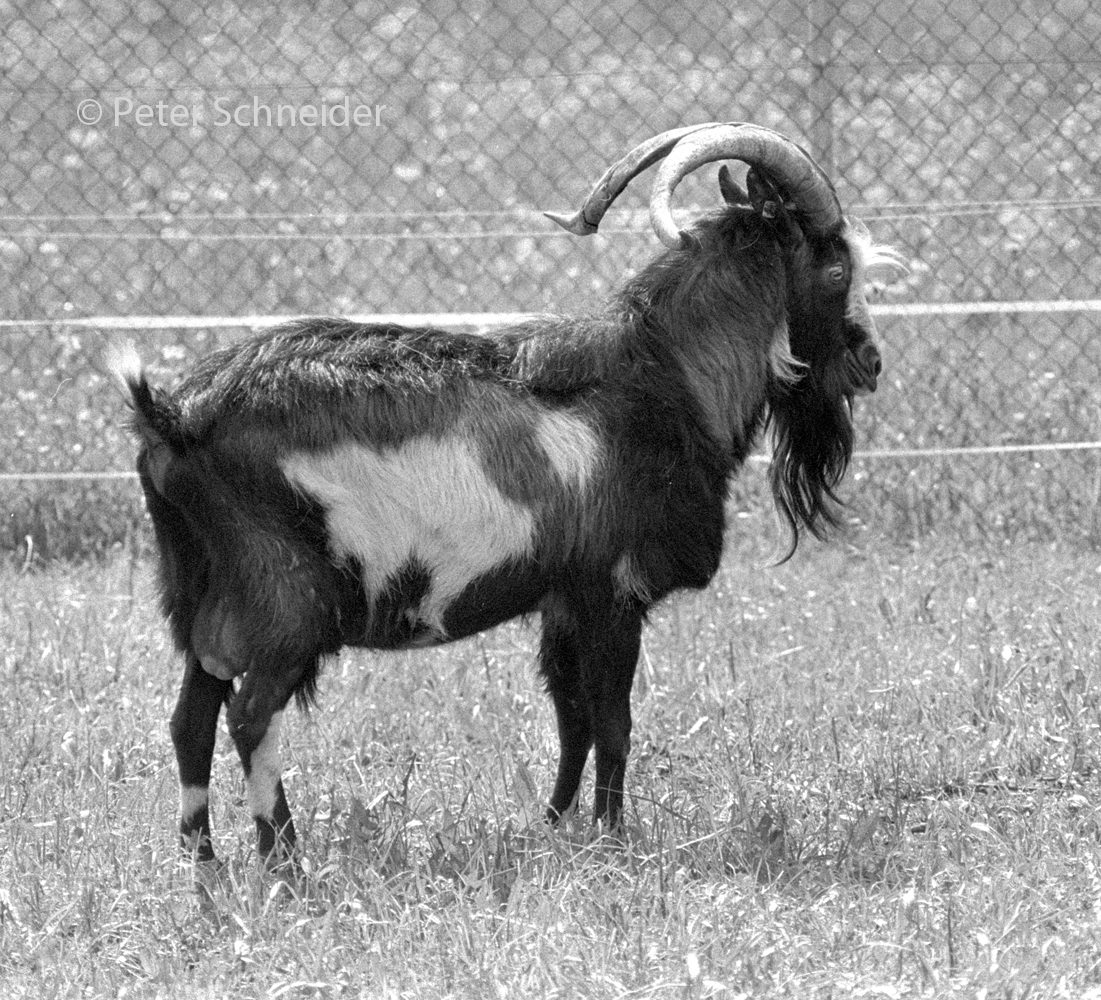 Ziegenbock