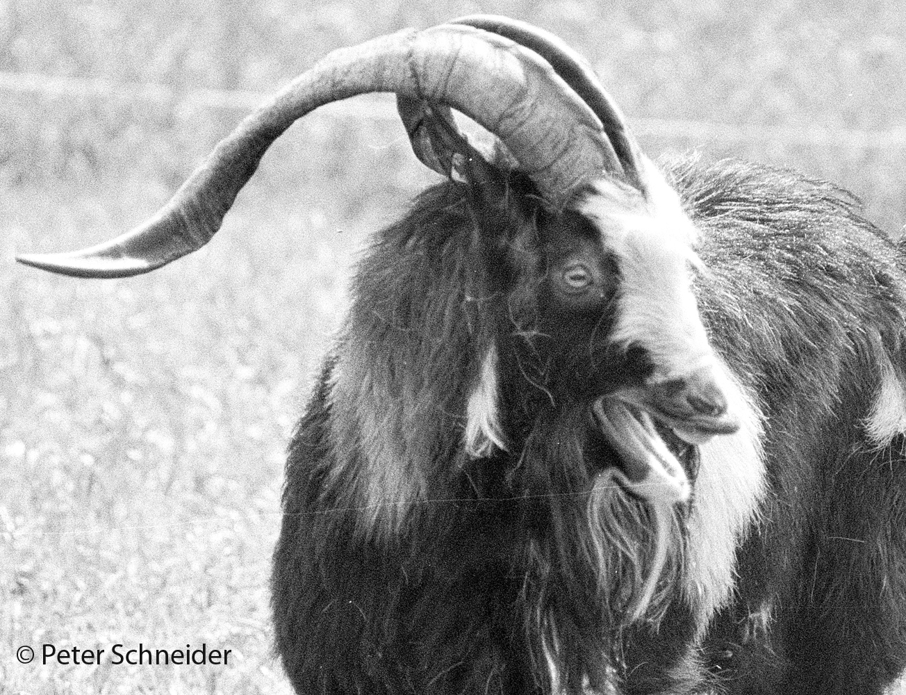 Ziegenbock