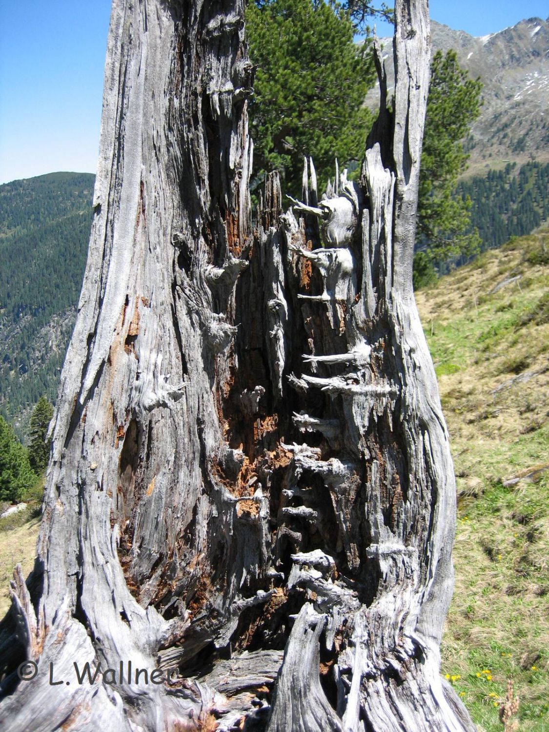 Zirbe - Pinus cembra