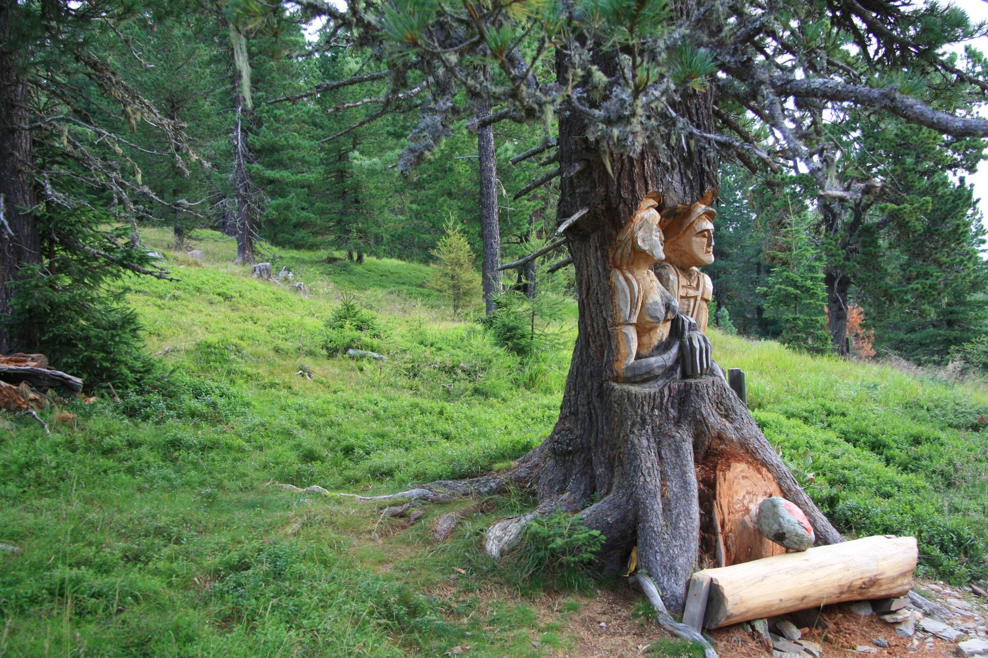 Zirbe - Schnitzen am lebenden Baum