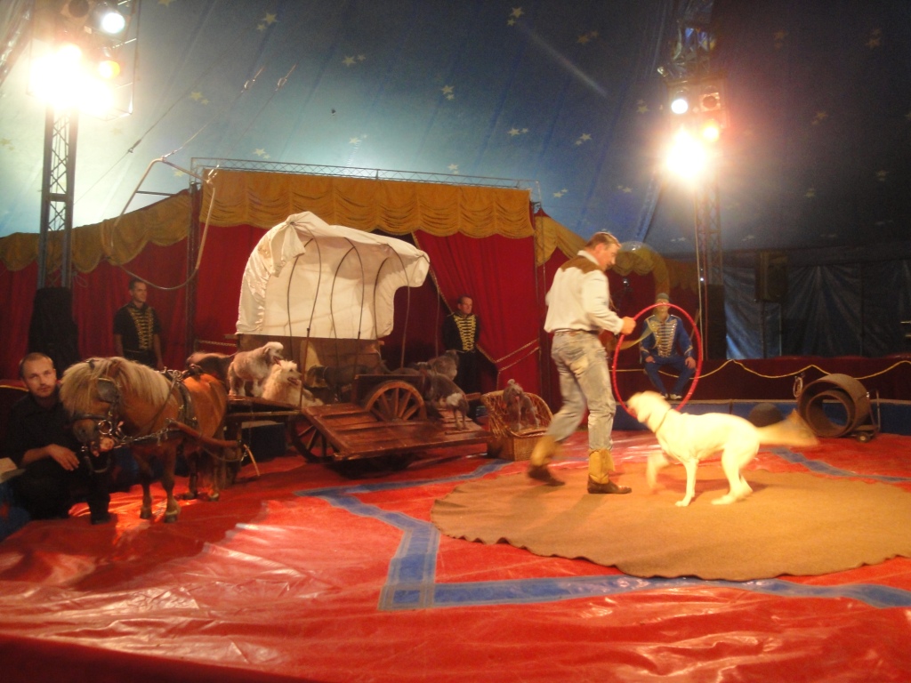 Zirkus Salto