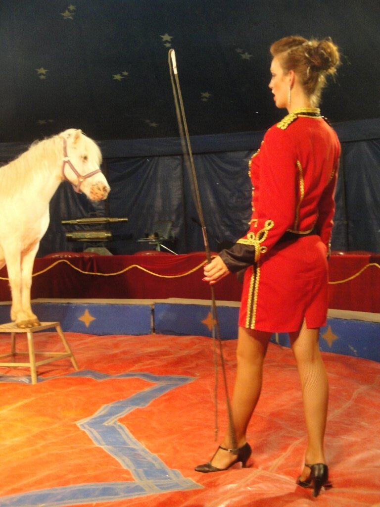 Zirkus Salto