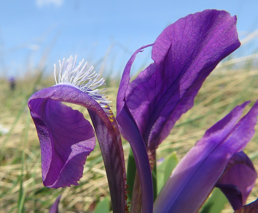 Zwerg-Schwertlilie Iris pumila