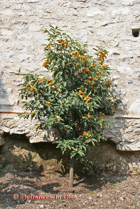 Zwergorange Kumquat in "La Limonaia del Castel" in Limone