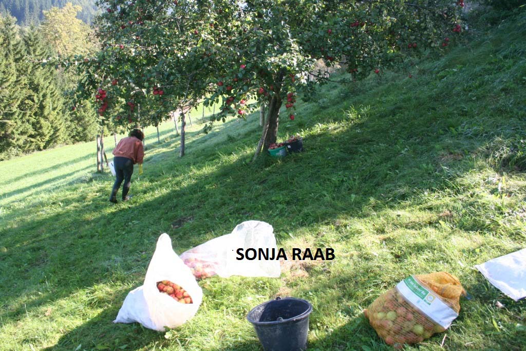 Zwetschgen Klauben am Bergbauernhof